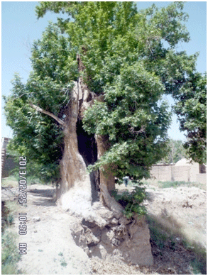 چنار سوخته یا درخت گوهر